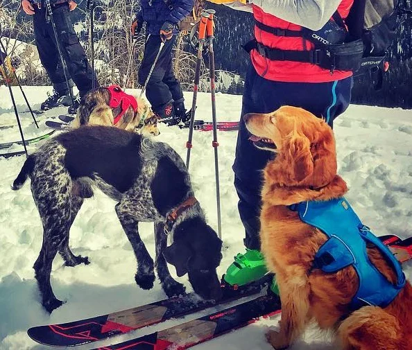 RUFFWEAR веб-мастер жгут