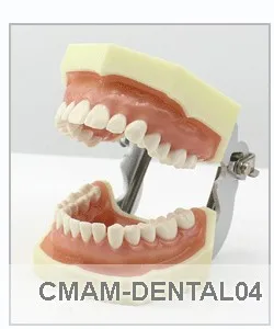 CMAM/12564 стоматологические упражнения, человеческие стоматологические медицинские анатомические модели обучения