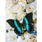 LaoJieYuan полная квадратнаякруглая дрель цветок и бабочка 5D DIY алмазная живопись 3D вышивка крестиком Мозаика домашний Декор подарок