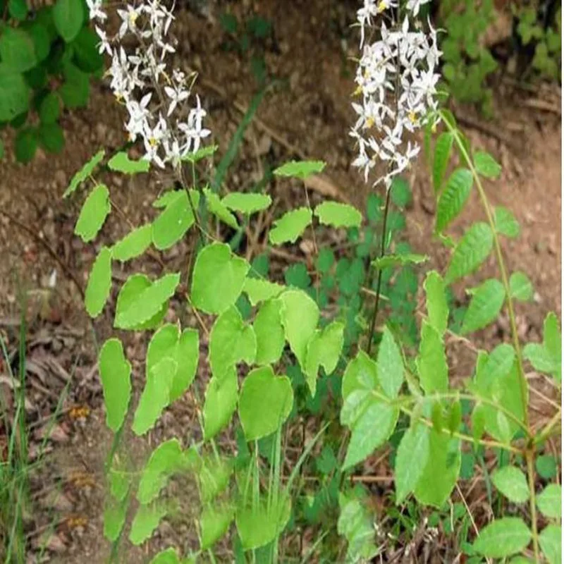 50 шт-1000 шт высокое качество семян Epimedium, 99% уровень выживания семян Epimedium