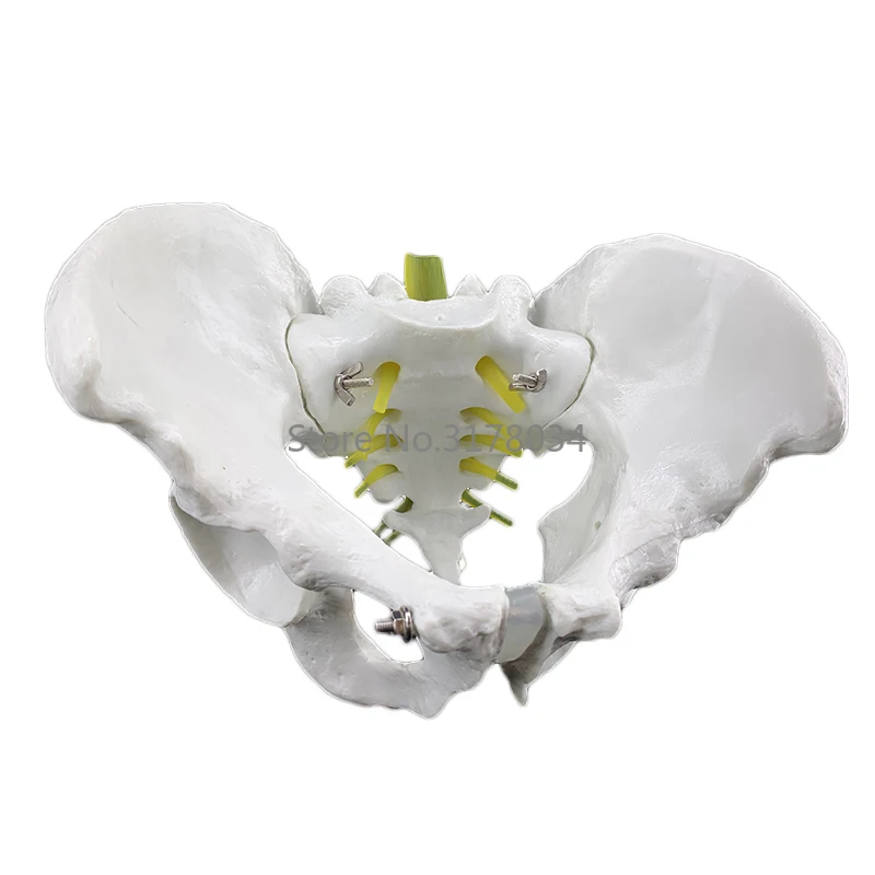 Человеческий позвоночник в натуральную величину 1:1 18x28x23см модель черепа анатомической головы и тела.