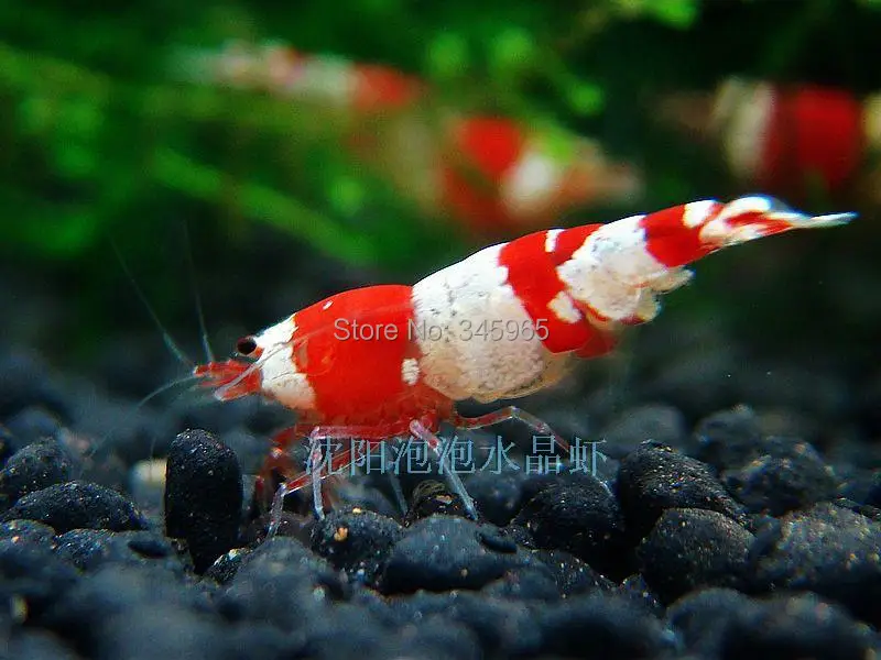 бесплатная доставка оптовая кристалла креветки омары раки мелкими улитками