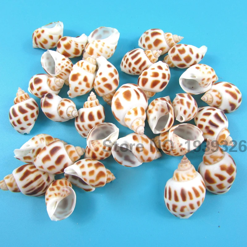 Натуральный пляжный морской ракушка украшения 100/80 шт белая Конча Улитка для