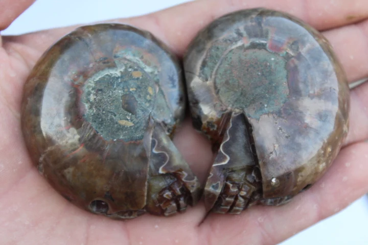 

NATURAL color Conch fossil Crystal CRYSTAL carving skull