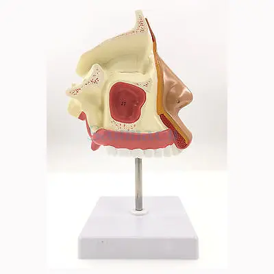 Модель анатомической полости носа модель дыхательной системы биологическая