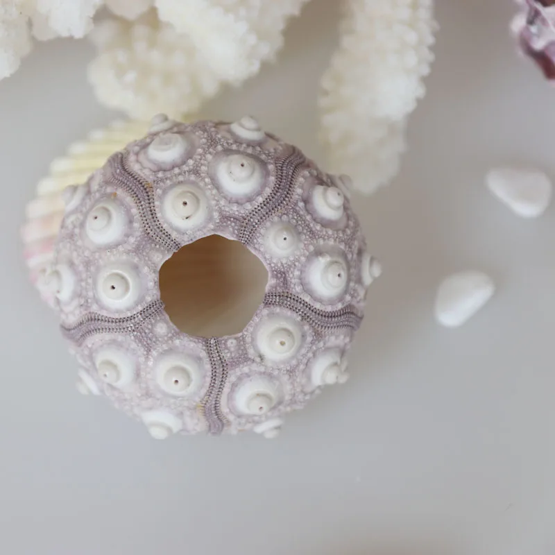 Бесплатная доставка натуральный морской урчин раковины Пляжное свадебное