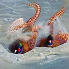 Алмазная живопись сделай сам, вышивка квадратными стразами, мозаика из страз, вышивка крестиком, рукоделие, мандарин, утка HL655