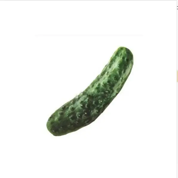 Cucumber Игрушка для питомцев, кошек, плюшевый холст, игрушки для укусов, кошачья мята, вокальный, креативное моделирование, растительная куриная кость, игрушка для жевания, пищалка - Цвет: Cucumber