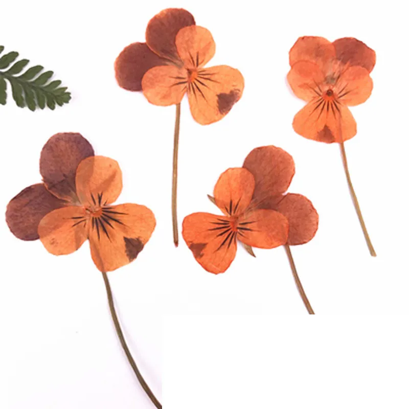 Orange On stems Блестящие желтые анютины глазки сушеные пресс цветы образцы для детей ручной работы класса 120 шт - Цвет: Orange On stems