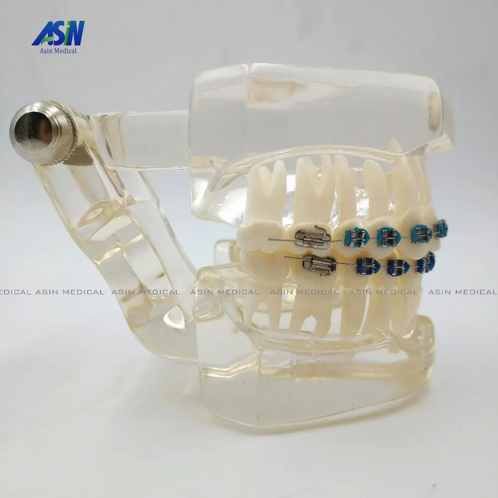 Новое поступление Стоматологическая Ортодонтическая пластина для Typodont зубы