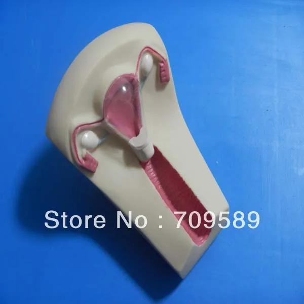 Обучающий симулятор IUD | Канцтовары для офиса и дома