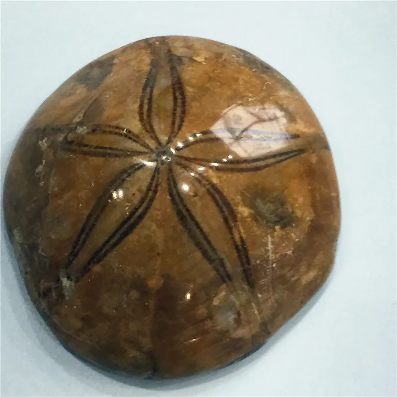 Природные морские звезды Fossil ручной образец хороший подарок для каменной