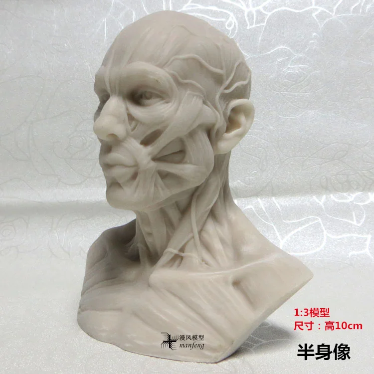 1:3 10 см скелет человека анатомический модель скелета череп odontologia голова мышечной