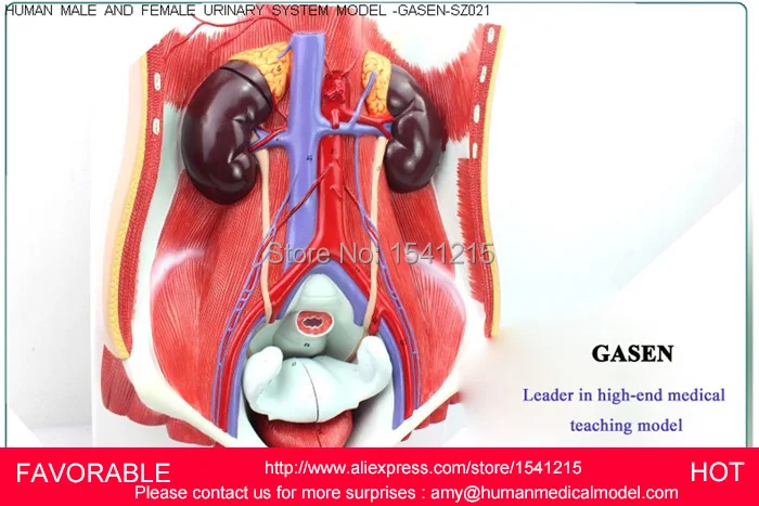 Женская/Мужская мочевая система модель мочевыделительной системы для женщин