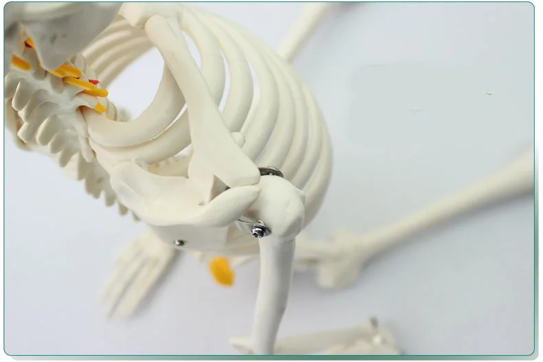 Модель скелета человека 85 см модель позвоночника с поясничными нервами и костями