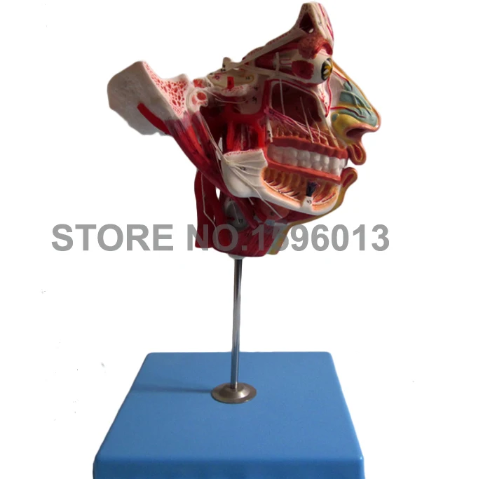 Двухсторонняя голова и лицо анатомическая Учебная модель мышцы нервы сосуды в