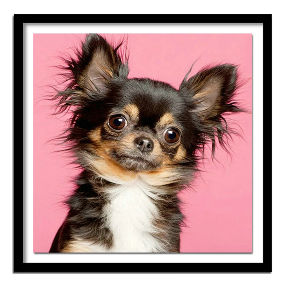 порода собак вельш корги. вельш шпиц. щенки бигля. померанский шпиц шунсуке. хорошие недорогие собаки.