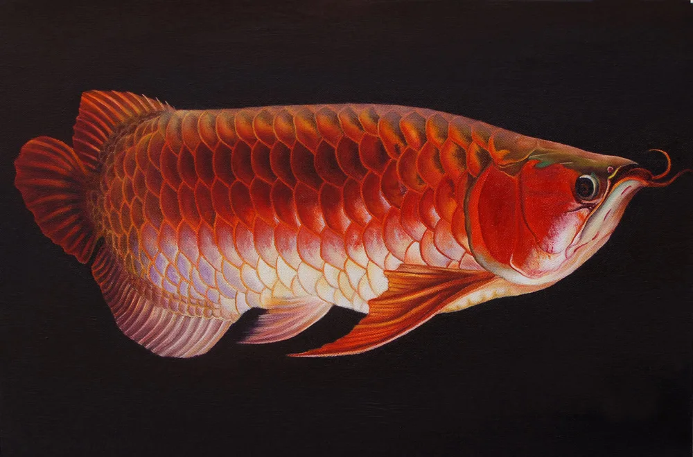

Wholesale art painting # TOP Original print painting --Gold Arowana fish oil painting on canvas --good quality living room art