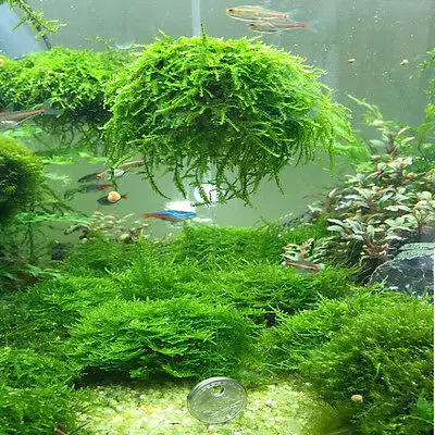 Фильтр для живых растений 5 см аквариума|Статуэтки и миниатюры| |