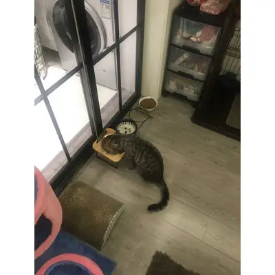Pet cat dog rice чаша из нержавеющей стали коническая деревянная чаша высокого плюшевого права миска для Собак Пищевой стандарт для человеческого использования