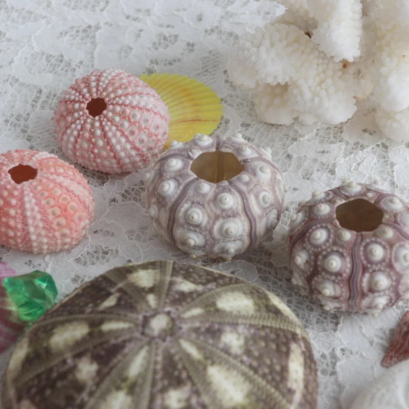 Бесплатная доставка (15 шт./лот) набор супер стоимости морской урчин из