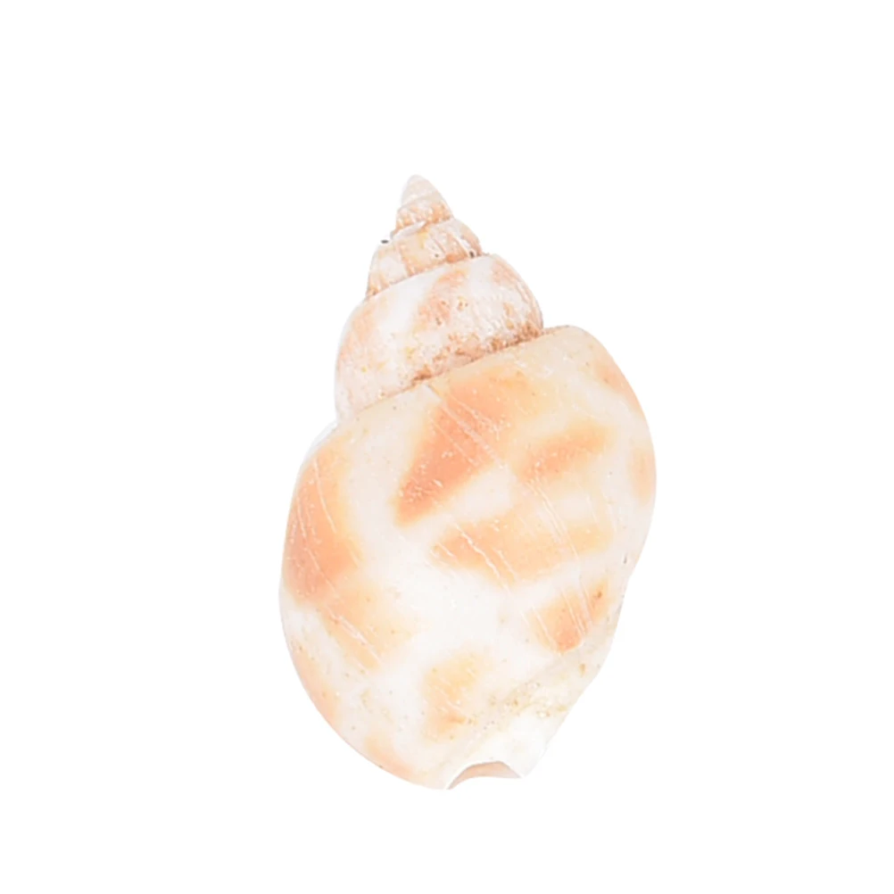 20 шт. оптовая продажа натуральные морские ракушки для аквариума оптом