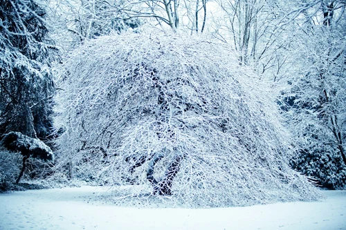VinylBDS Backdrops Winter Heavy Snow Pressure Branches Scenery Photography Garden Backgrounds For Photo Shoot | Электроника