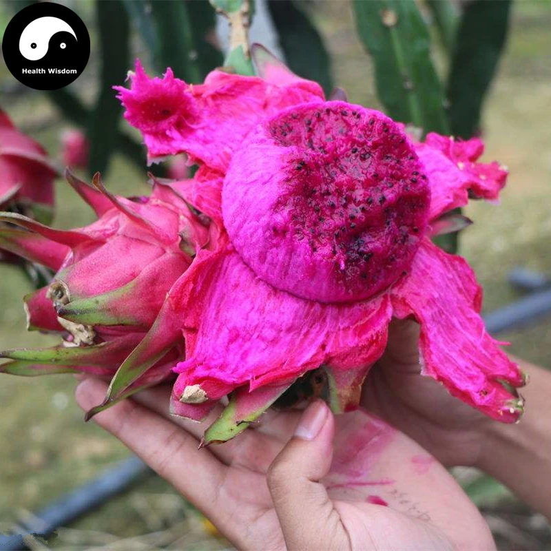 Купить семена драконов 400 шт Растения Hylocereus Undatus для красной Pitahaya