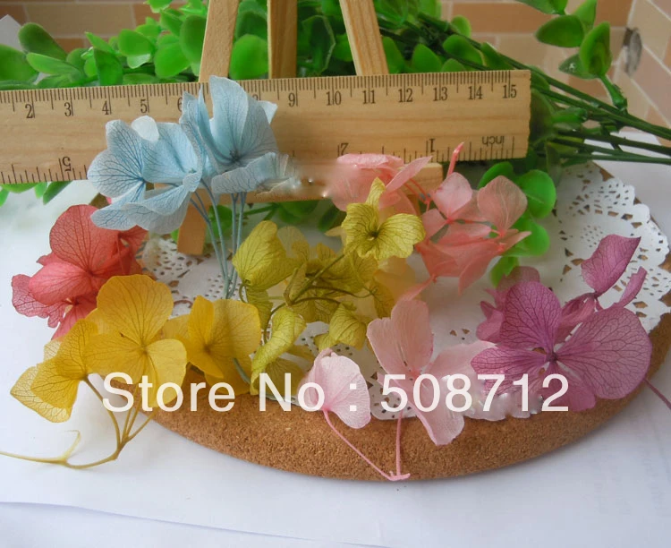 Бесплатная доставка! 100 шт./лот супер маленький сушеный клевер смешанный цвет