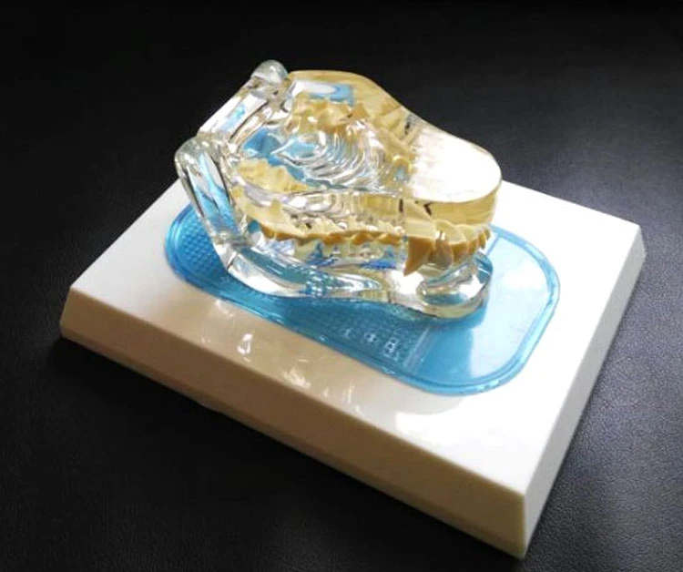 Transparent dog tooth model canine skeletal animal veterinary teaching instrument | Канцтовары для офиса и дома
