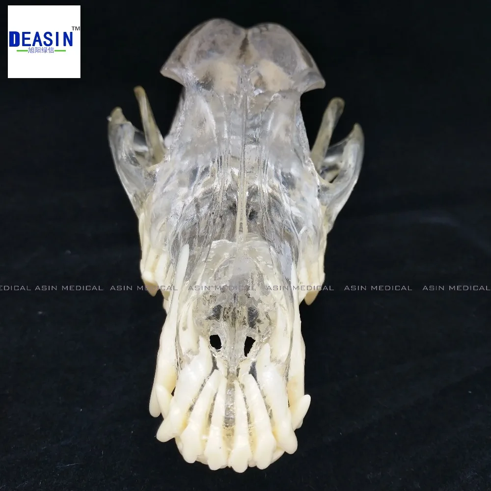 Собака Dentition модели зубы собаки Череп кости челюсти прозрачный раствор строгания преподавания ветеринарной животных модель образцов