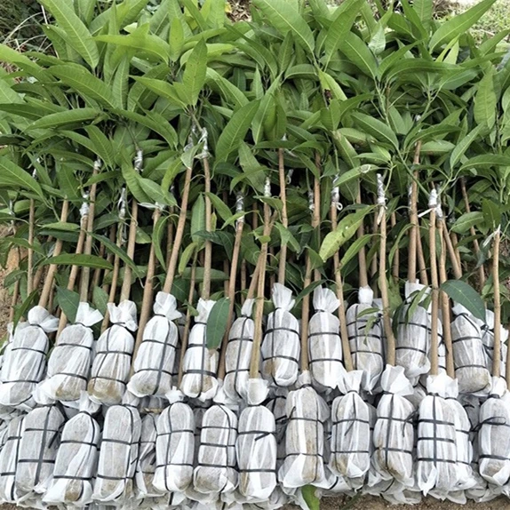 Кастрюли из растительного волокна для выращивания саженцев 200 шт.|seedling-raising