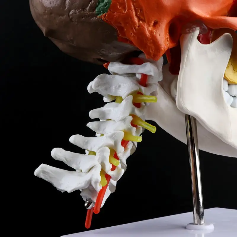 Human Anatomy Skeleton Anatomical Model with Colored Bones Cervical Vertebra Sculpture Medical Supplies | Канцтовары для офиса и
