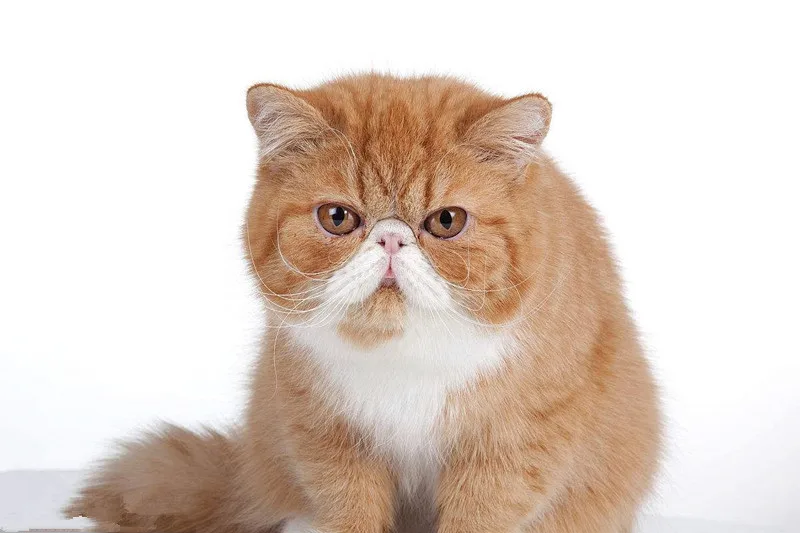 Mdogm милый экзотический короткий Кот животные Ювелирные наборы ожерелье серьги