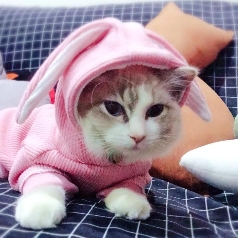 Kawaii 2019 одежда для домашних животных щенка кроличьи ушки пальто собак весна/осень