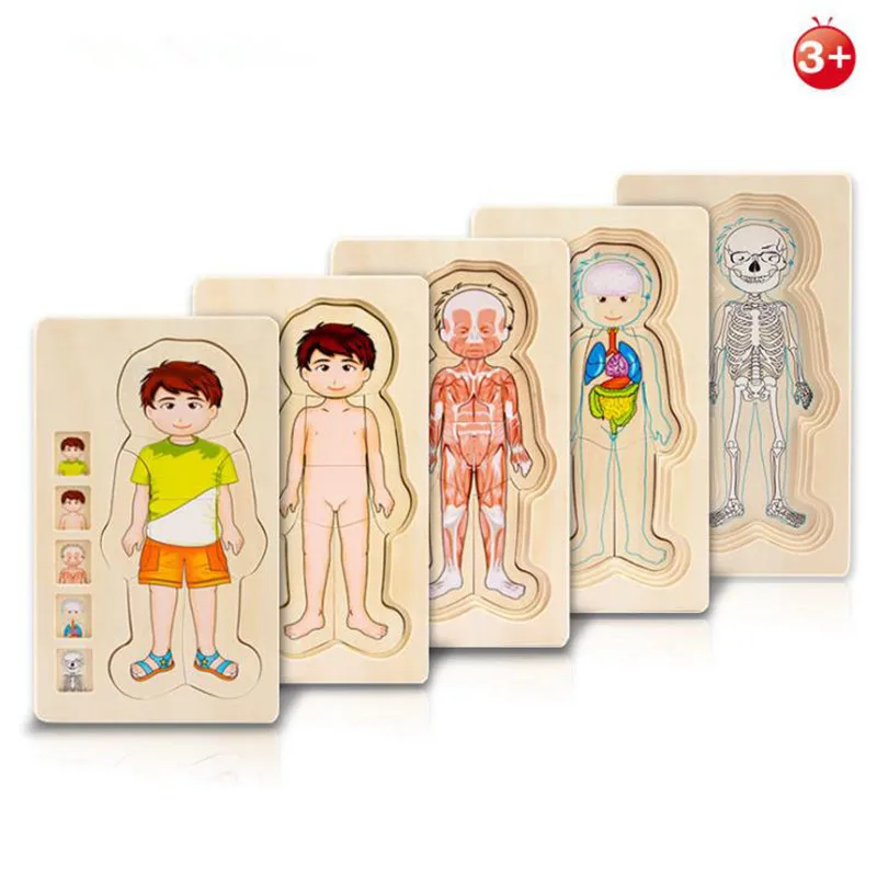 

Educational Toys Wooden Human Body Puzzle Boys Girls Body Structure Wooden Children Puzzles Kids Toys for children oyuncak