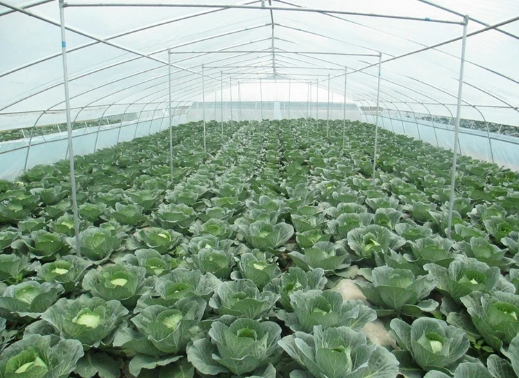 Pest Control For Fruit Tree Greenhouse 40Mesh Insect Netting Garden Vegetables Protection Cockroach Mosquito PE Nylon Net