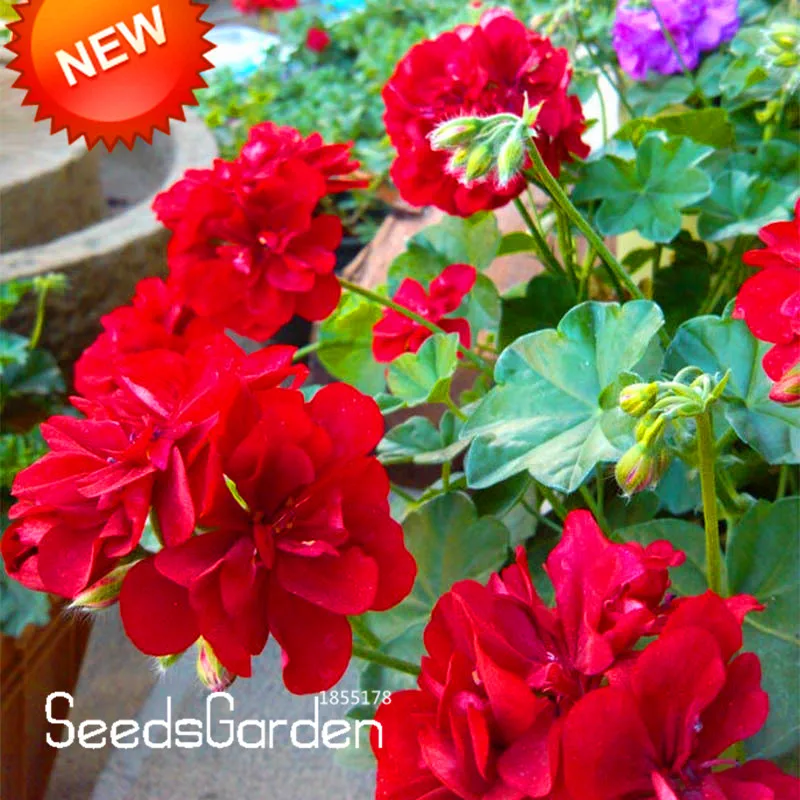 Распродажа! упаковка 20 штук красный Univalve Герань бонсай многолетний цветник