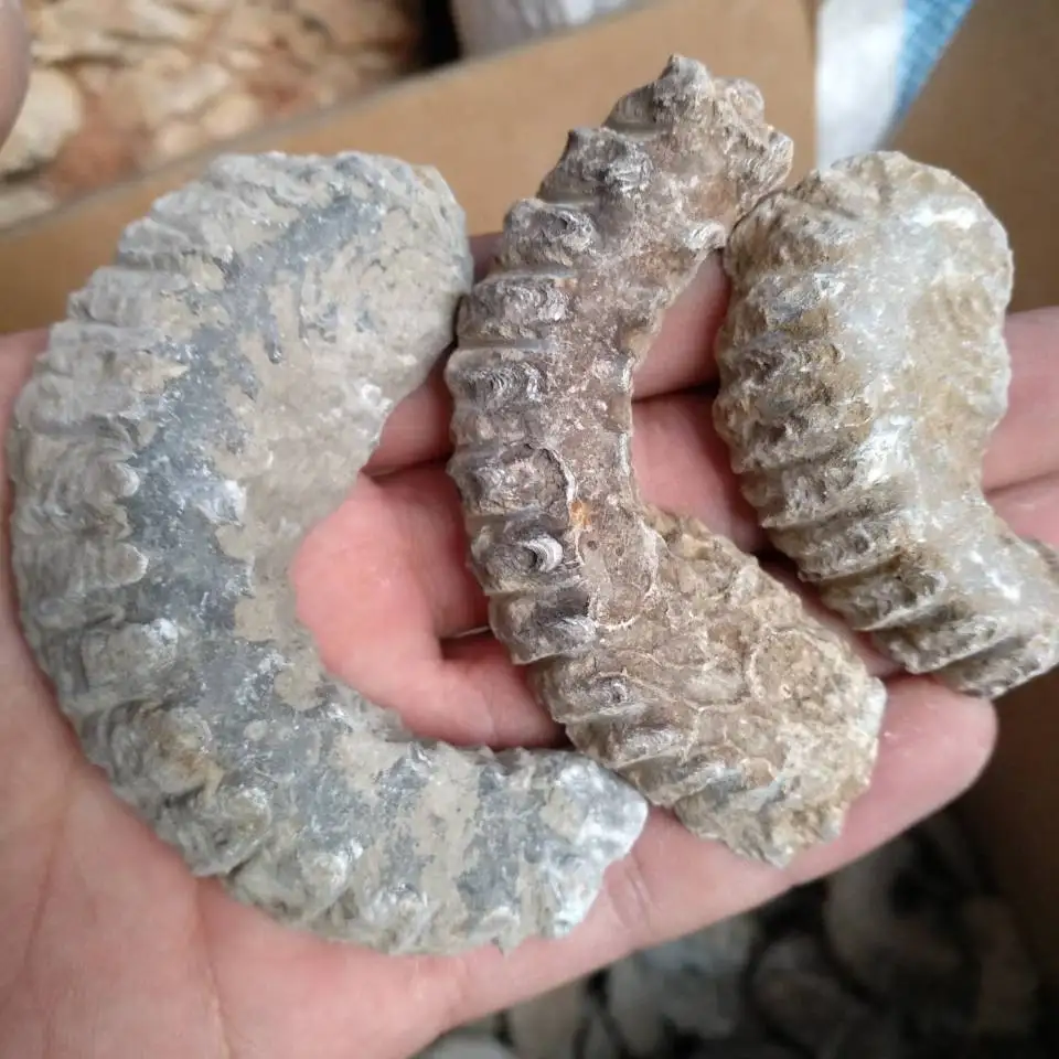 3 шт молния OYSTER FOSSIL мужские массивные кольца virillity SHAMAN высокий жрец языческий мужской