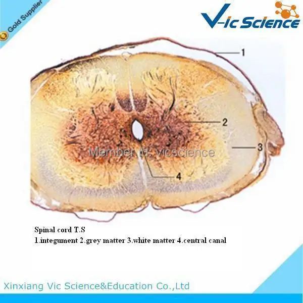100 шт./компл. гистология животных подготовленные слайды|histology slides|pcs set |