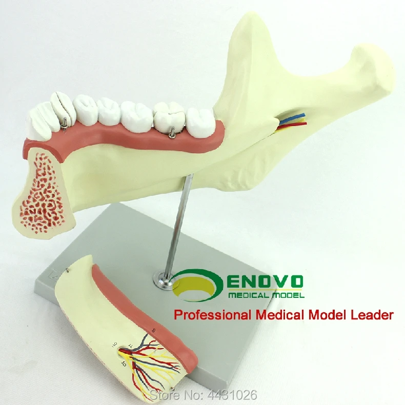 Эново анатомическая модель mandible | Канцтовары для офиса и дома