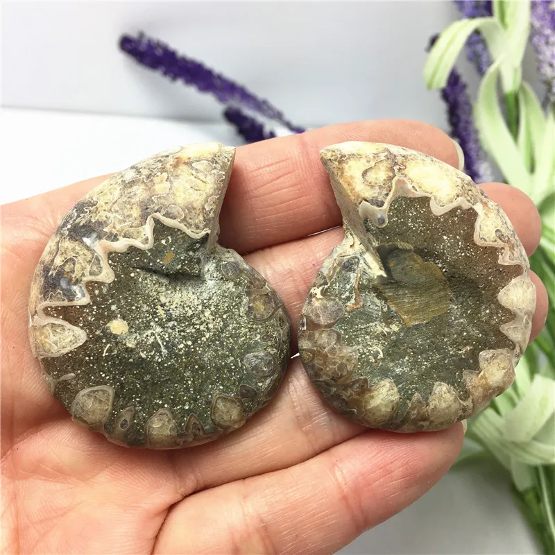 1 пара маленький натуральный Радужный Сплит Аммонит окаменелый образец аммолит