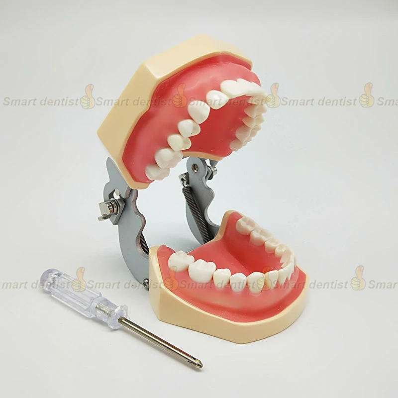 Стандартная модель для обучения стоматологии Φ 28 зубьев | Красота и здоровье