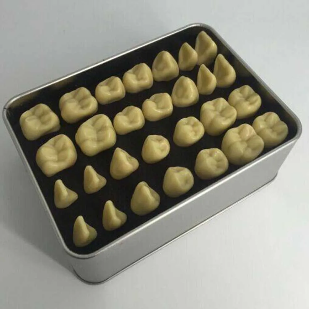 Dental Model 2X Standard Permanent Teaching 2 Times Oral |