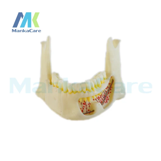 Manka Care - Mandibular anatomical model, made of imported resin Oral Model Teeth Tooth Model