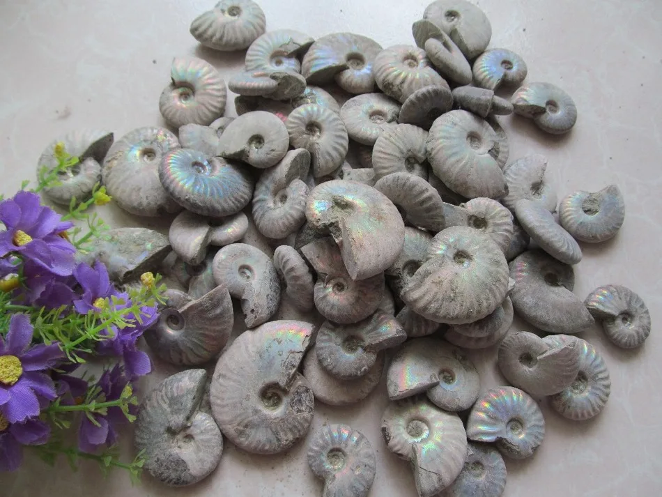 Топ! Натуральный аммонит аммолитная оболочка искусственная камень оптовая