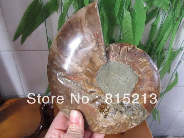 00661 HUGE Madagascar Pretty Pair Slices Polished Split Ammonite Fossil | Дом и сад