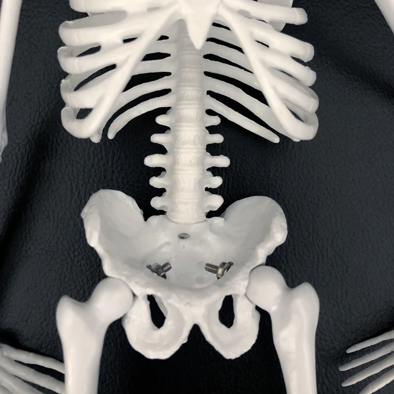 Модель скелета человеческого тела из ПВХ 45 см мини манекен модель OTC Bone