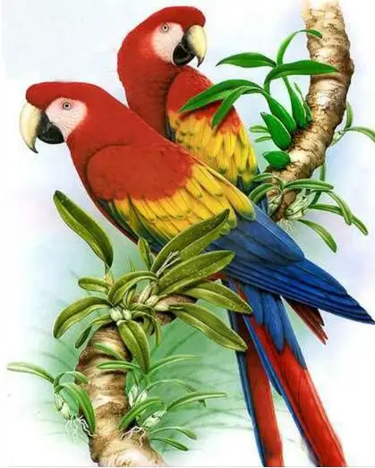 

3D Diy diamond painting animal Mosaic kits home decoration cross stitch round Full Diamond Embroidery red parrots lovers