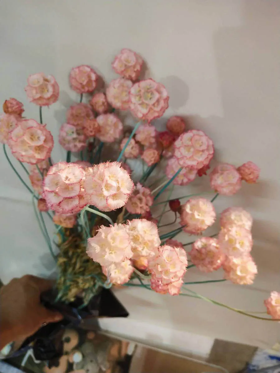 Color-4 10 пучков предварительно просушенный Scabiosa Stellata цветок для ремесла подарок аксессуары украшения Организация цветов DIY - Цвет: Color-4